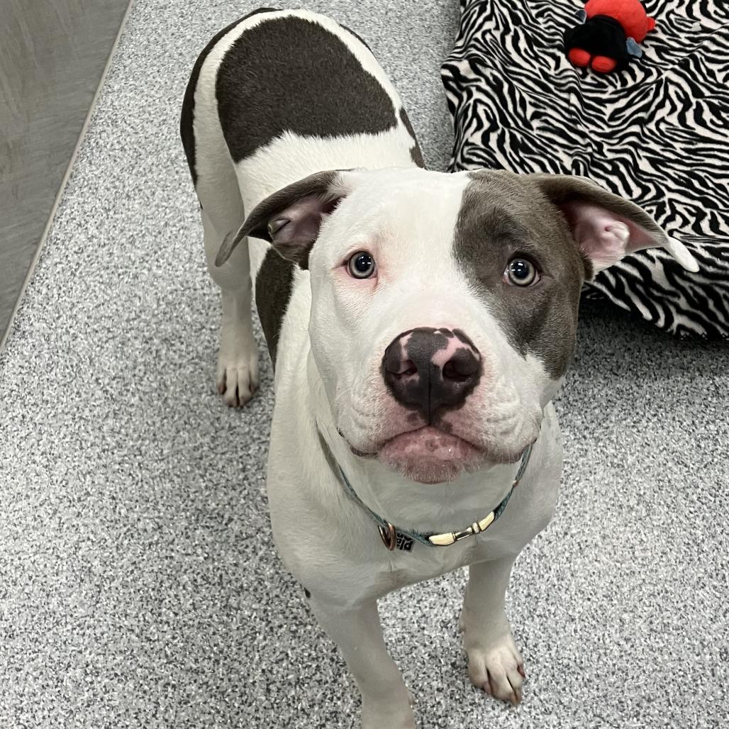 Data, a Adoptable American Staffordshire Terrier in Grand Rapids, MI image 3/5