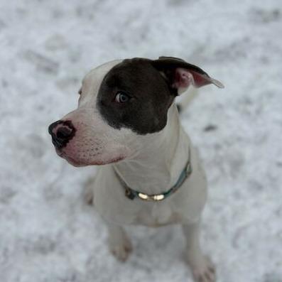 Data, a Adoptable American Staffordshire Terrier in Grand Rapids, MI image 4/5