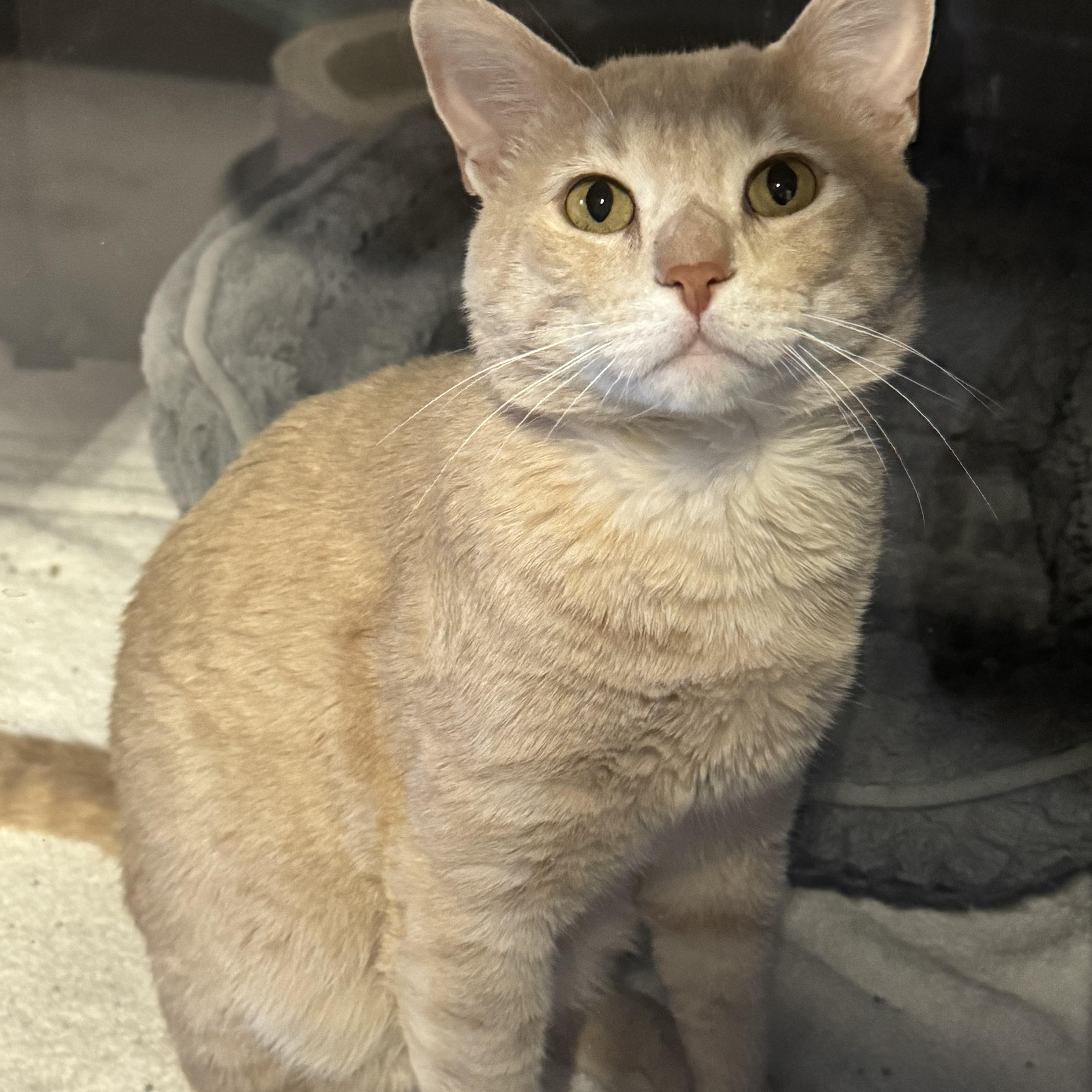 Chamoy, Adoptable, Young Male Domestic Short Hair.