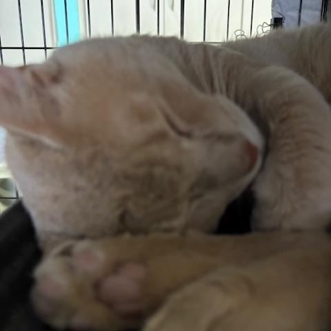 Chamoy, a Adoptable Domestic Short Hair in Phoenix, AZ image 3/4