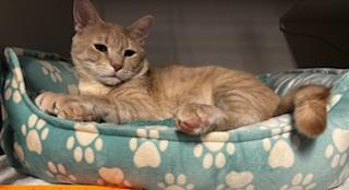 Enlarge Chamoy, a Adoptable Domestic Short Hair in Phoenix, AZ image 3/6