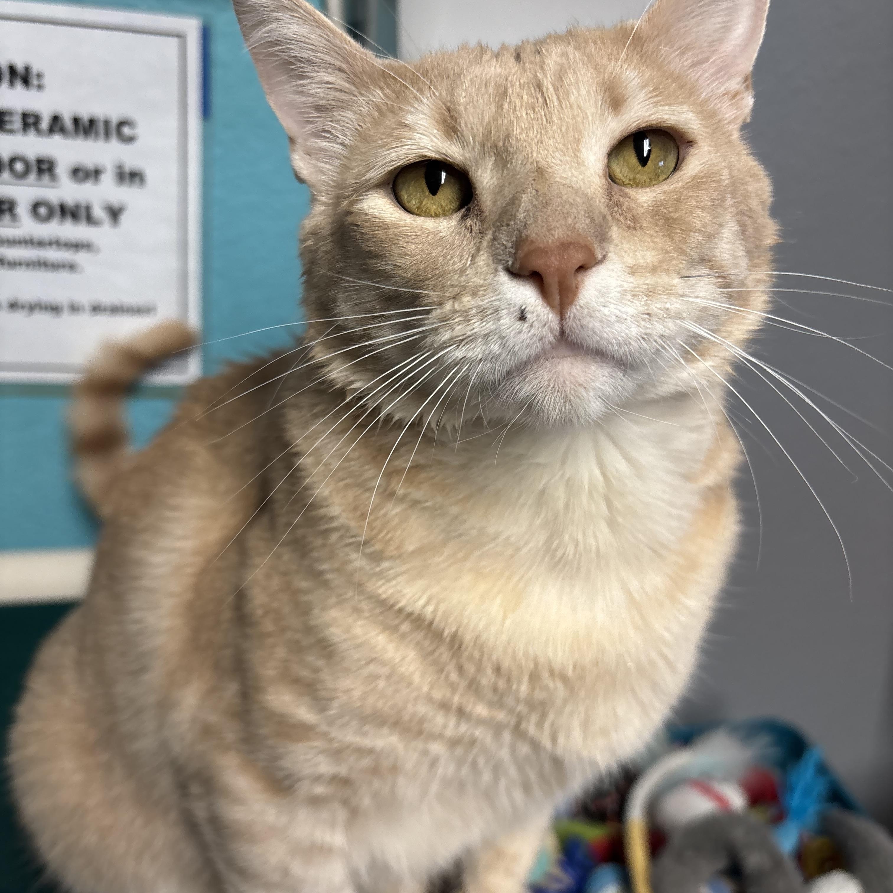Enlarge Chamoy, a Adoptable Domestic Short Hair in Phoenix, AZ image 2/6