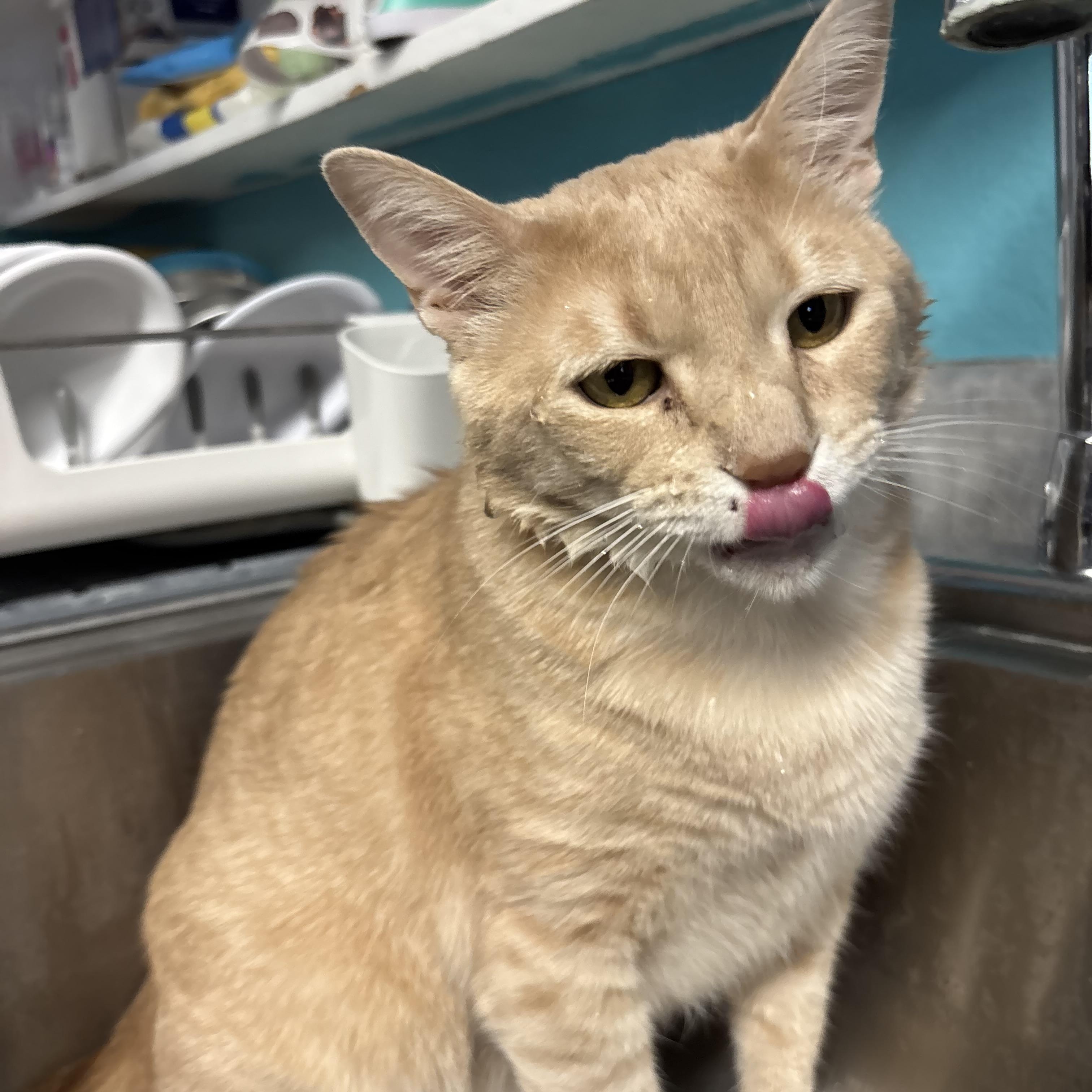 Enlarge Chamoy, a Adoptable Domestic Short Hair in Phoenix, AZ image 6/6