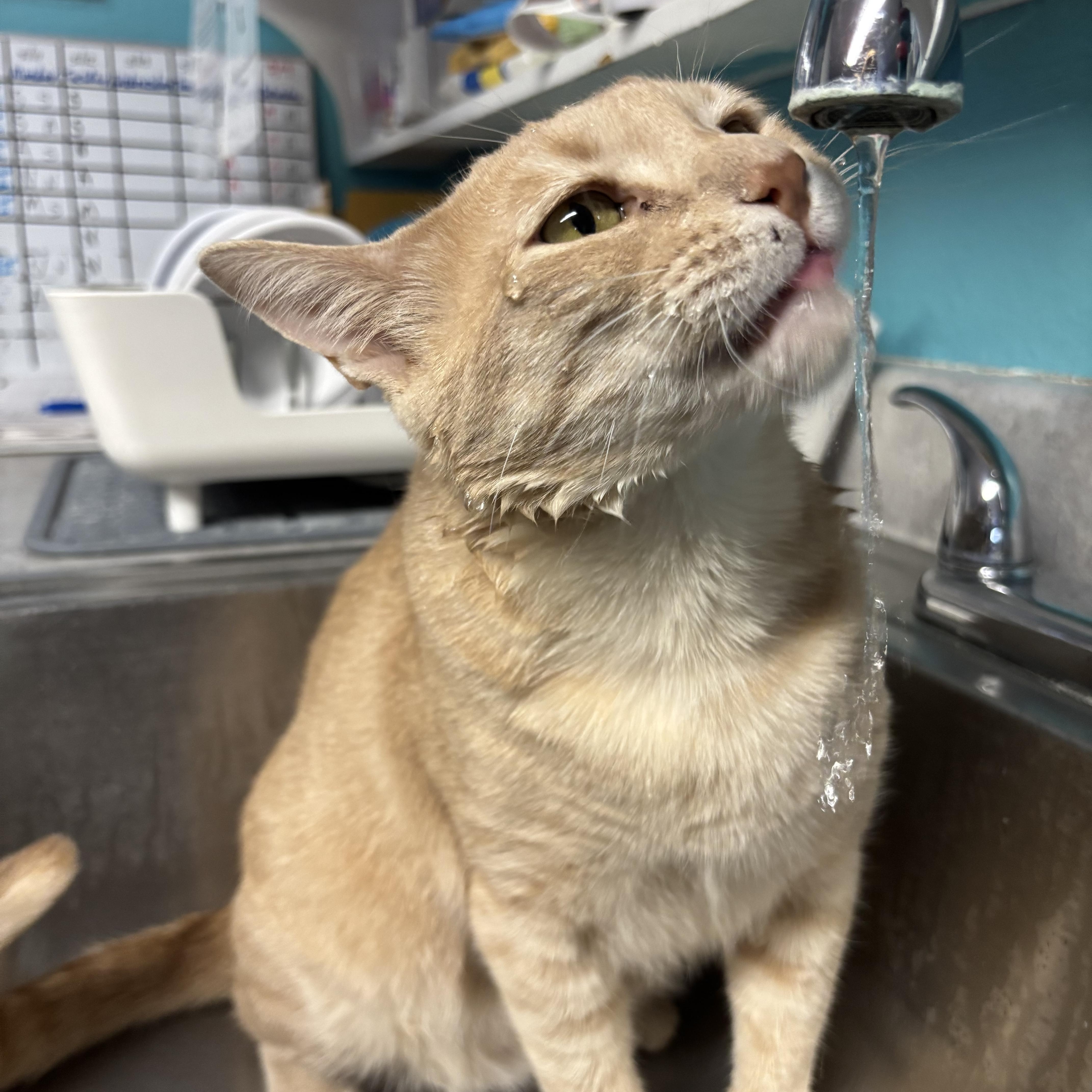 Chamoy, Adoptable, Adult Male Domestic Short Hair.
