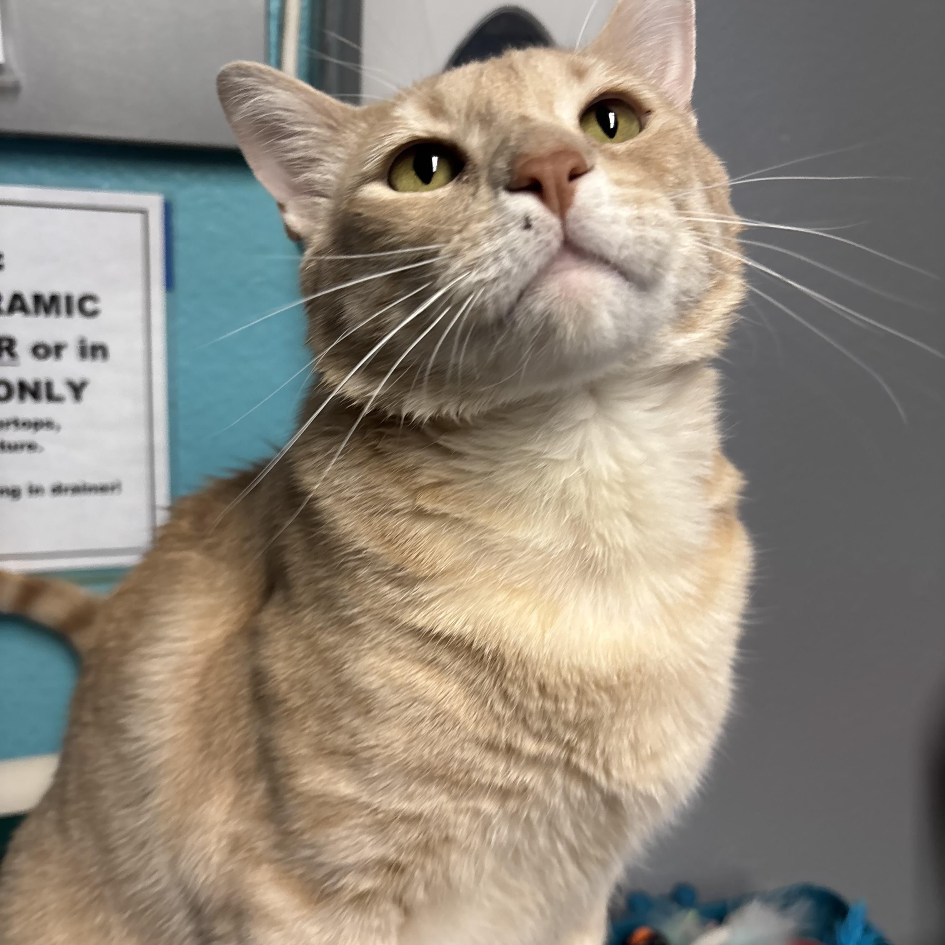Enlarge Chamoy, a Adoptable Domestic Short Hair in Phoenix, AZ image 5/6
