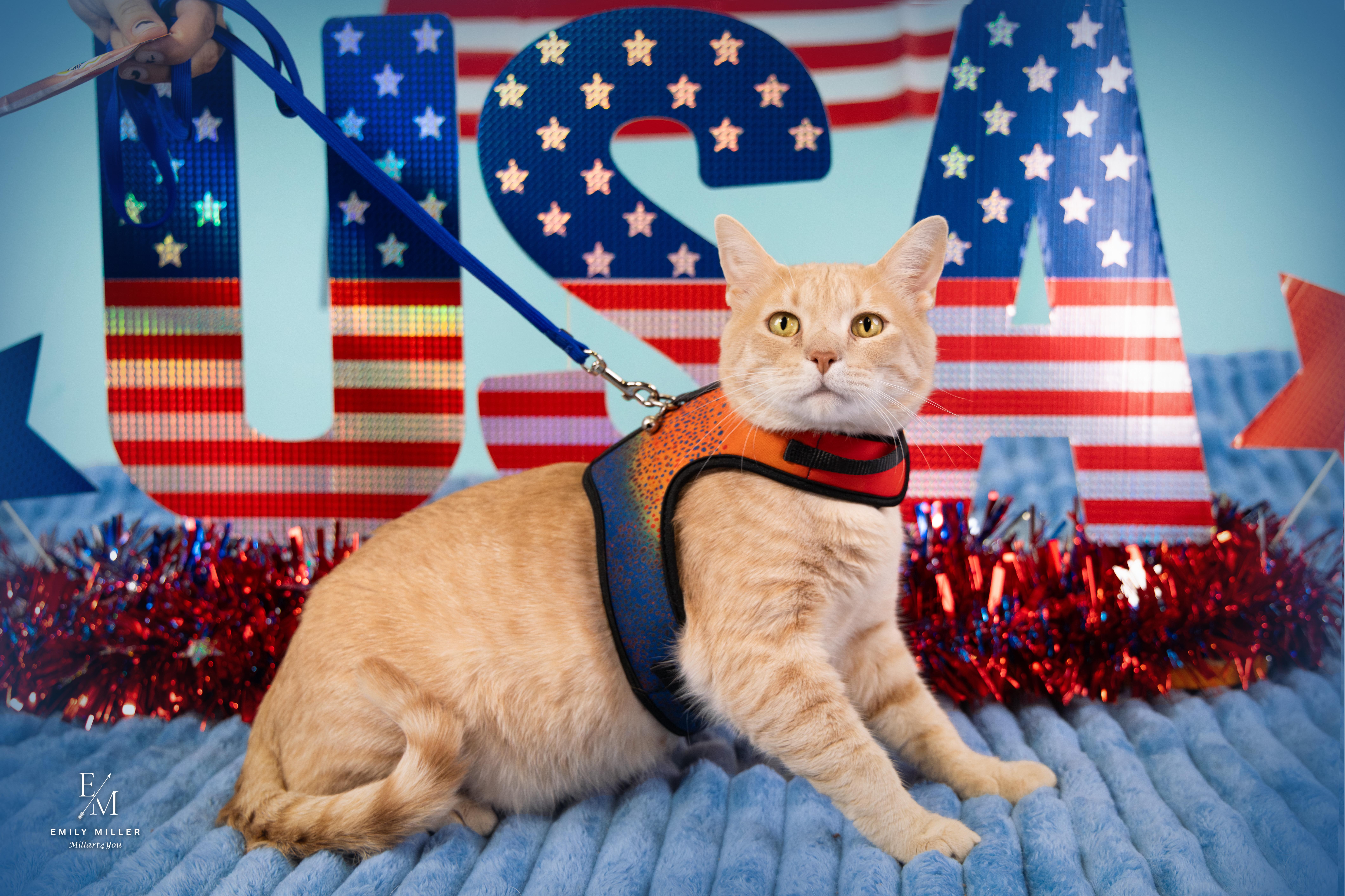 Chamoy, a Adoptable Domestic Short Hair in Phoenix, AZ image 1/4