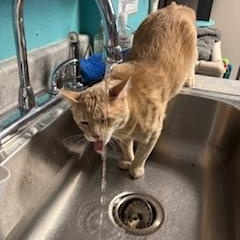 Enlarge Chamoy, a Adoptable Domestic Short Hair in Phoenix, AZ image 6/6
