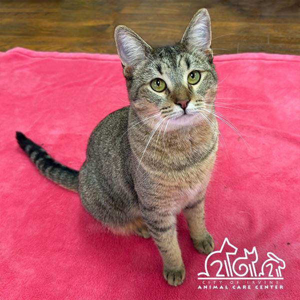 COCO, Adoptable, Young Male Domestic Short Hair.