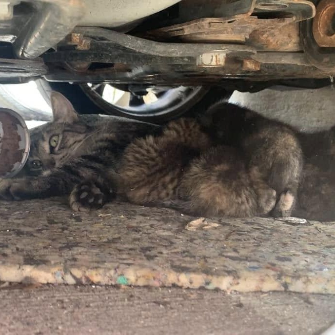 Shelby, Adopted, Adult Female Domestic Short Hair.