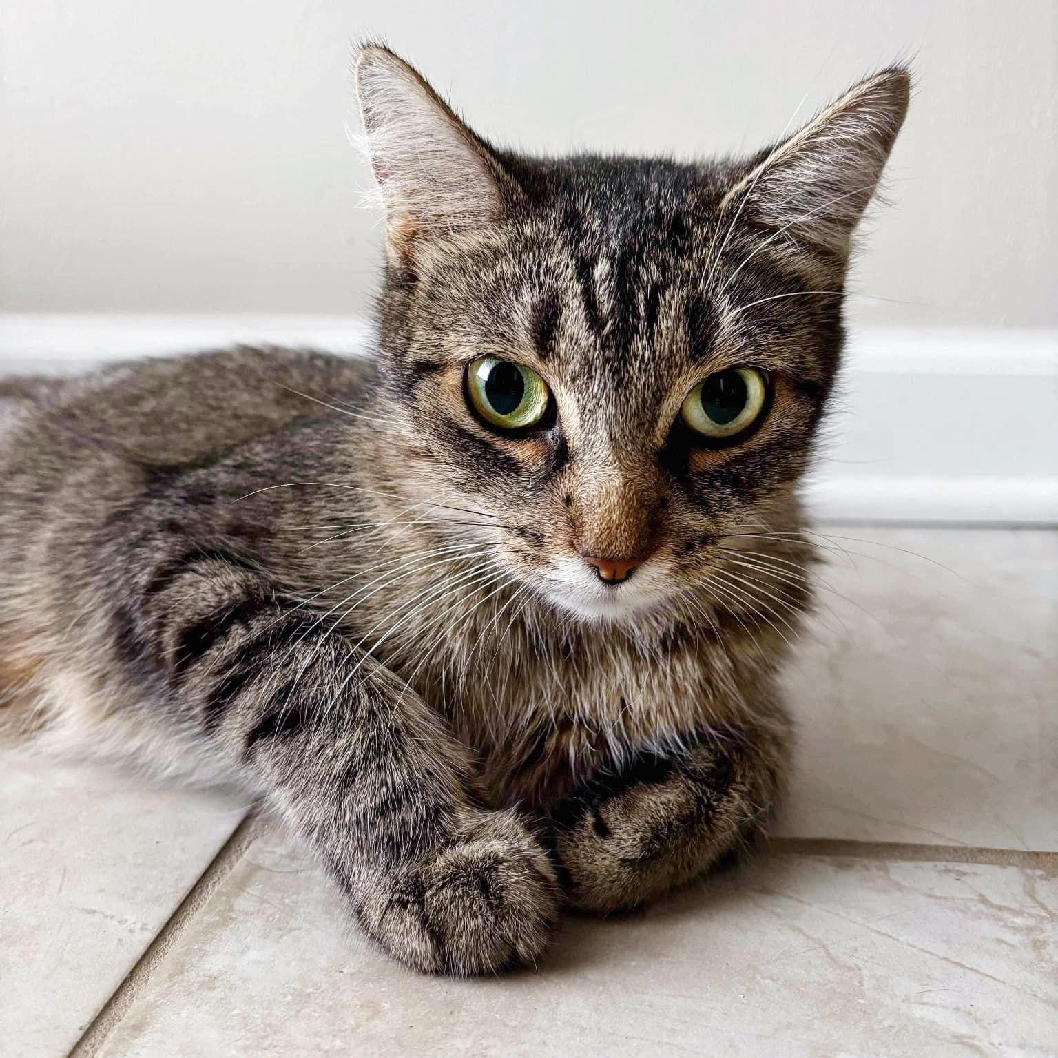 Enlarge Shelby, a Adopted Domestic Short Hair in Milwaukee, WI image 2/3