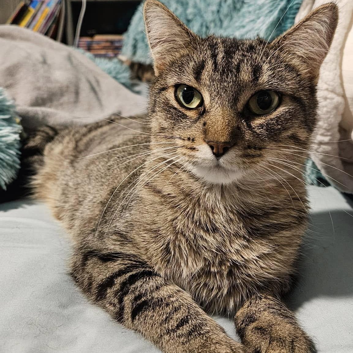 Enlarge Shelby, a Adopted Domestic Short Hair in Milwaukee, WI image 3/3