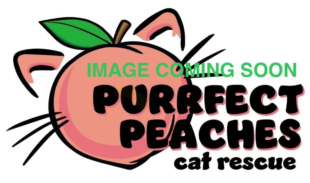 Enlarge Blueey, a Adoptable mixed breed in Douglasville, GA image 1/1