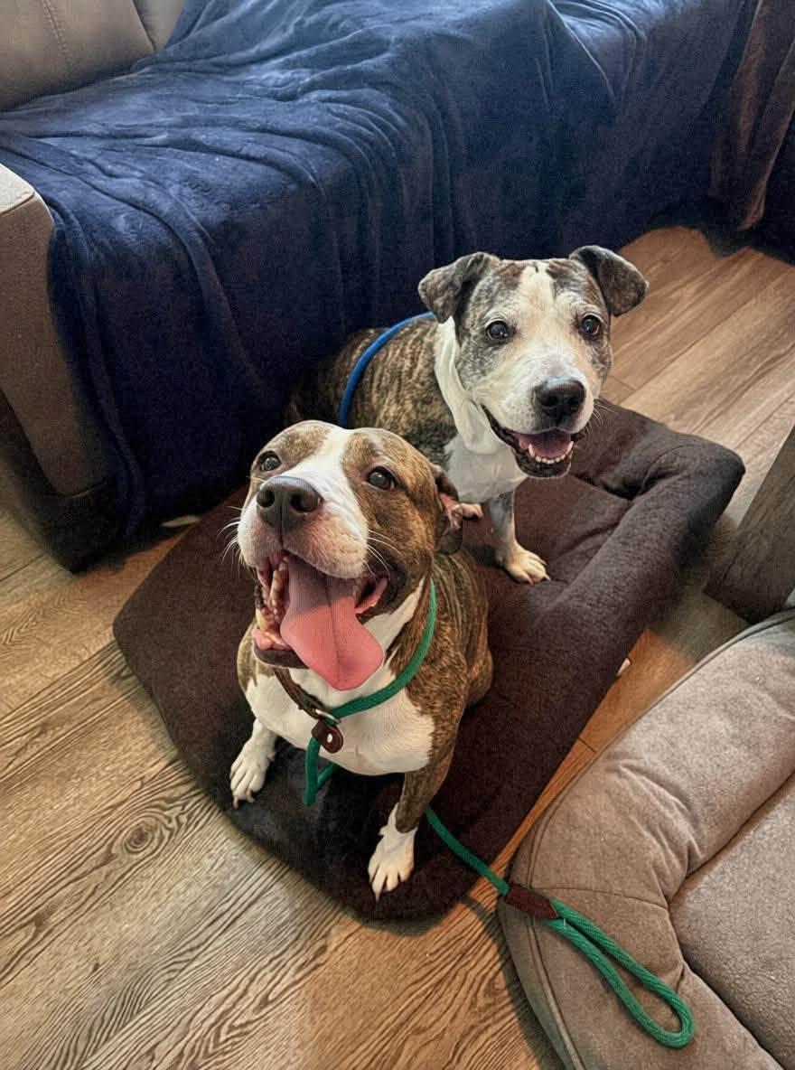 Kahlua & KJ, a Adoptable mixed breed in Dayton, OH image 4/5