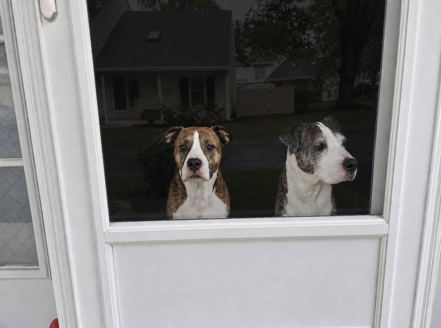 Kahlua & KJ, a Adoptable mixed breed in Dayton, OH image 5/5