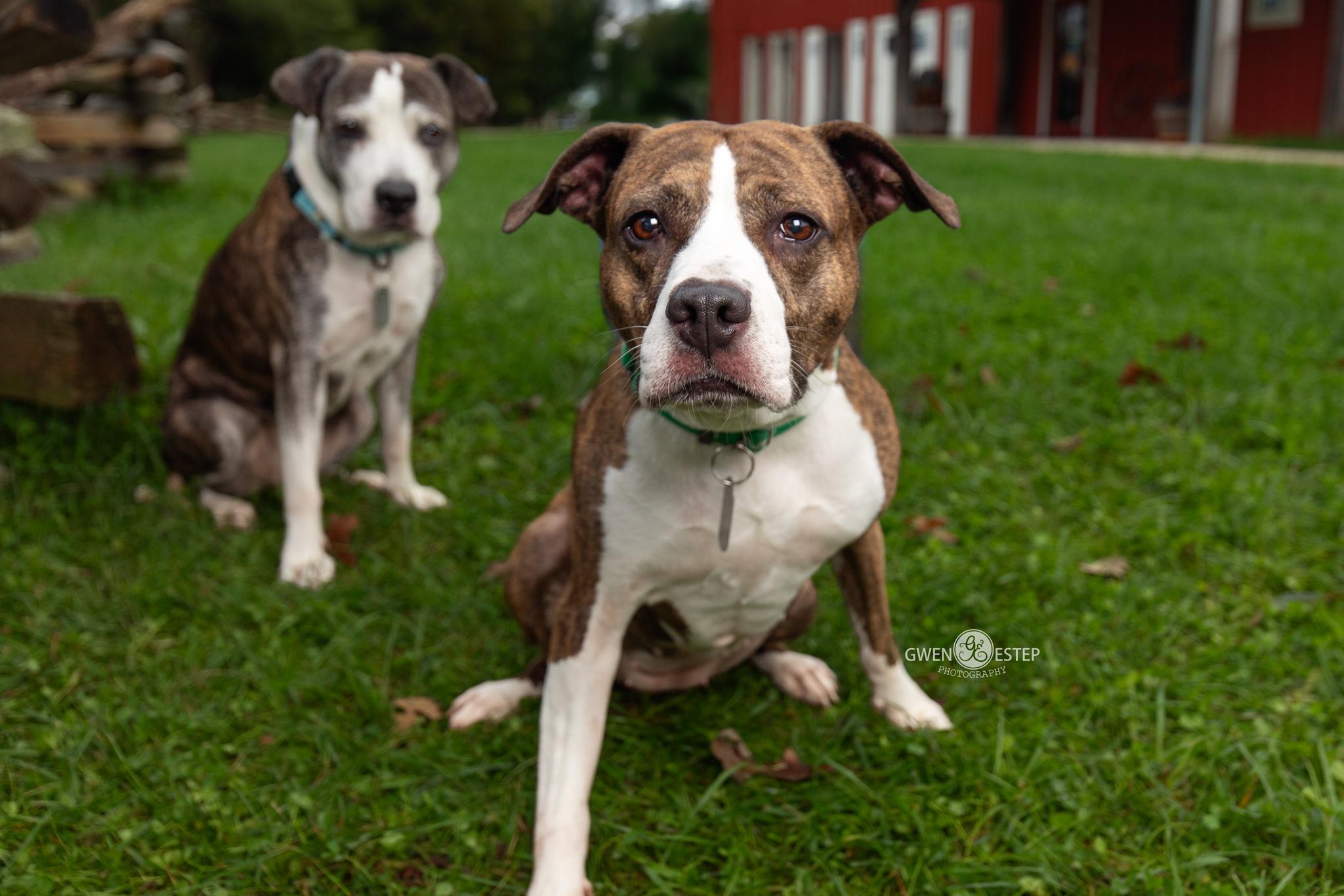 Enlarge Kahlua & KJ, a Adoptable mixed breed in Dayton, OH image 2/6