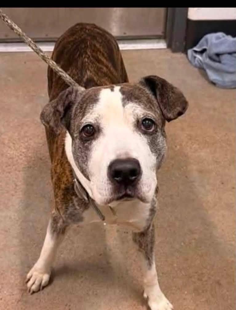 Kahlua & KJ, a Adoptable mixed breed in Dayton, OH image 2/5