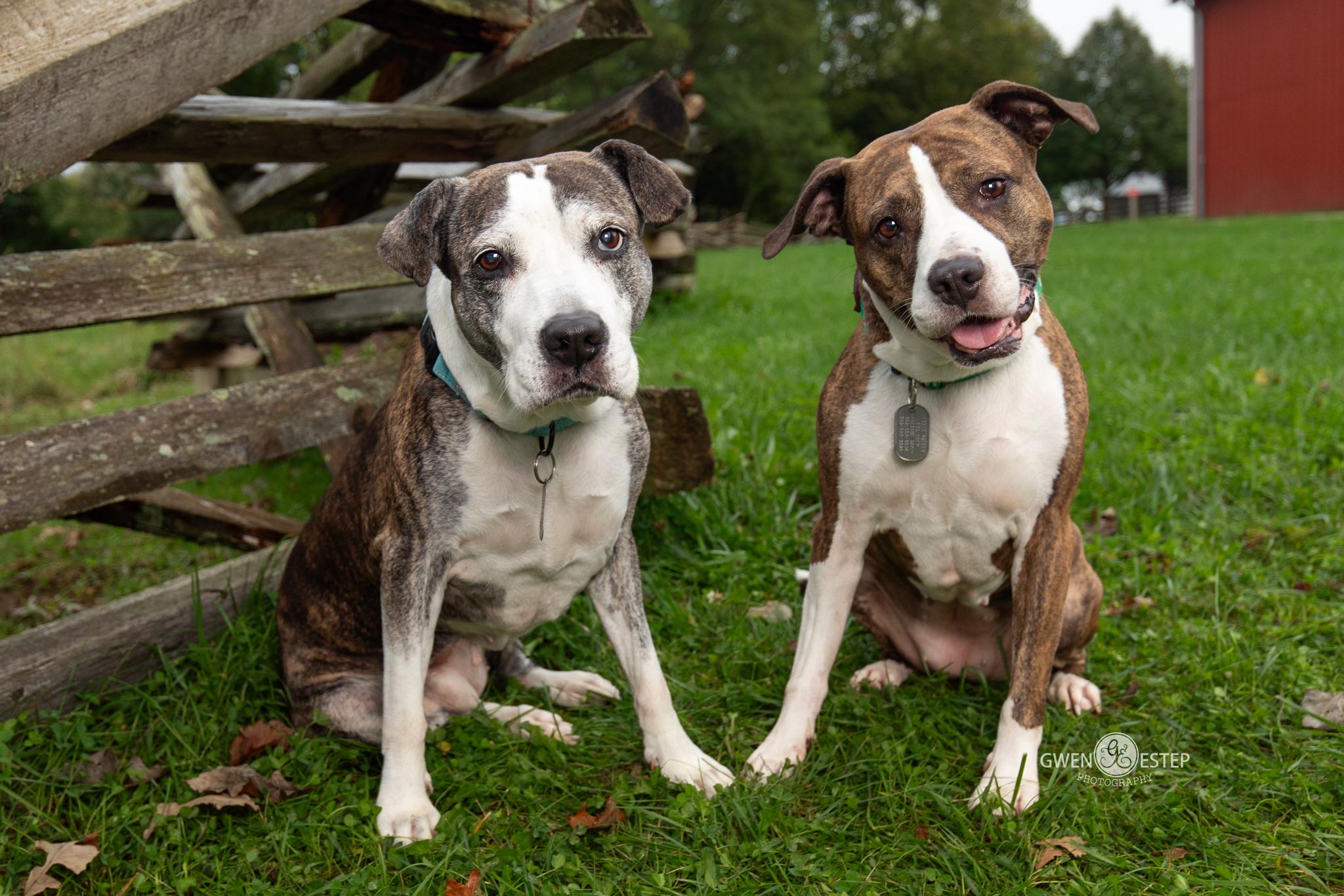 Kahlua & KJ, Adoptable, Senior Female Pit Bull Terrier.