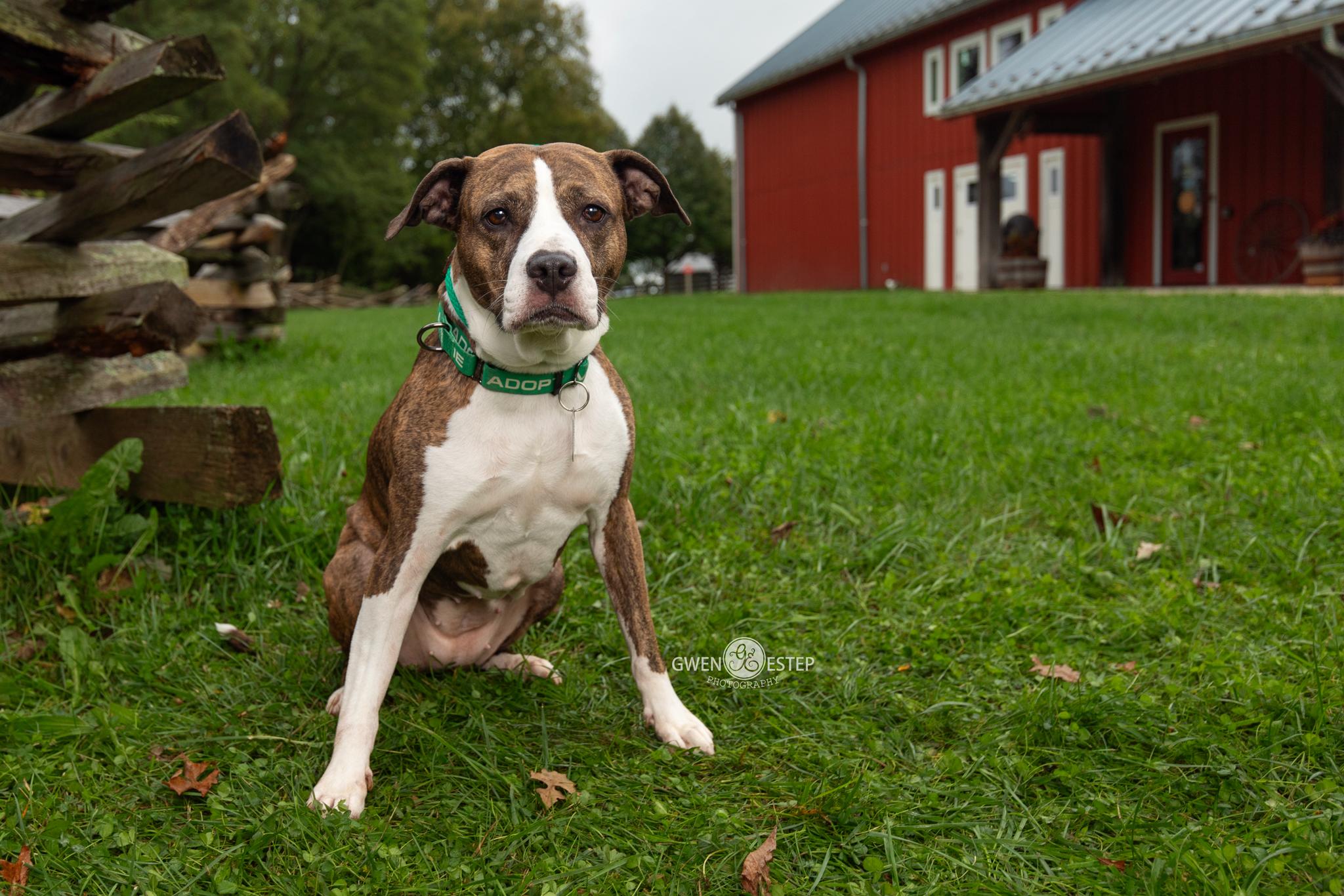 Enlarge Kahlua & KJ, a Adoptable mixed breed in Dayton, OH image 3/6