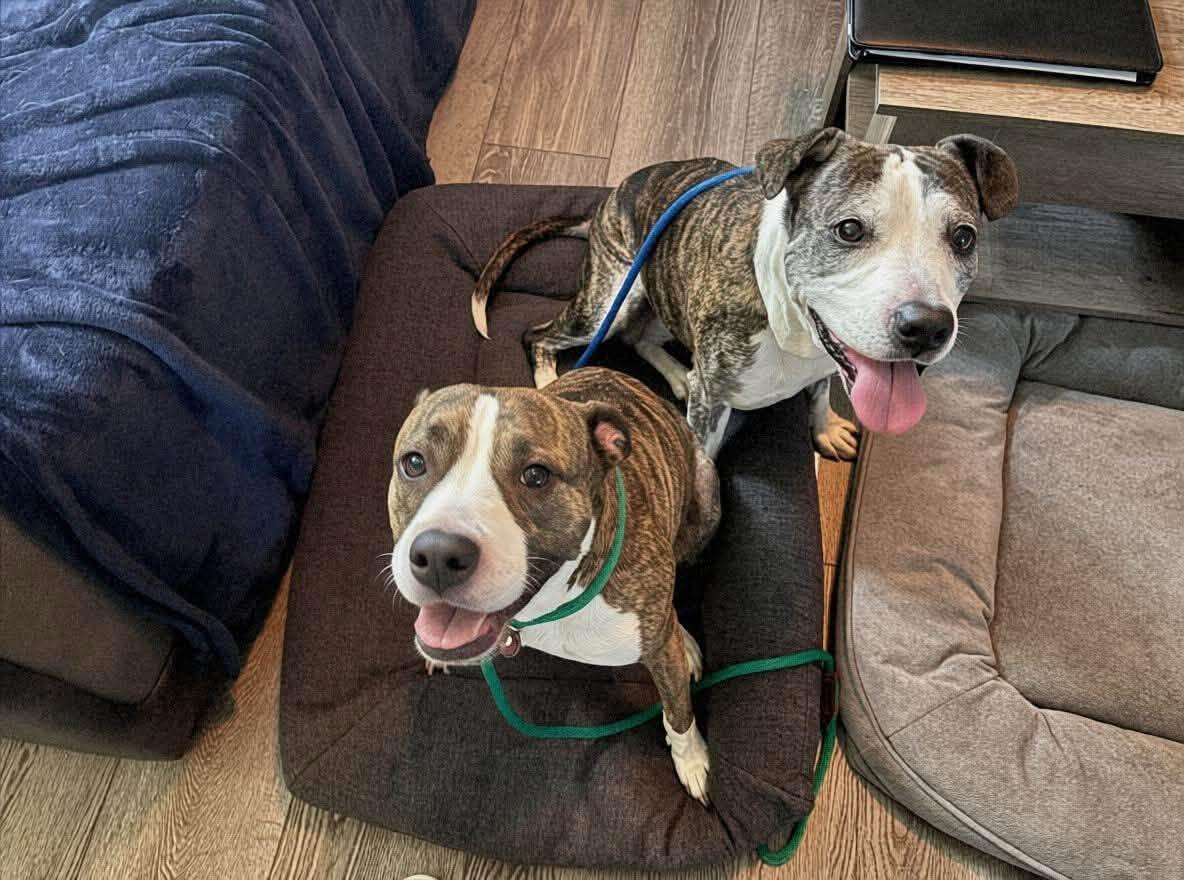 Kahlua & KJ, a Adoptable mixed breed in Dayton, OH image 1/5