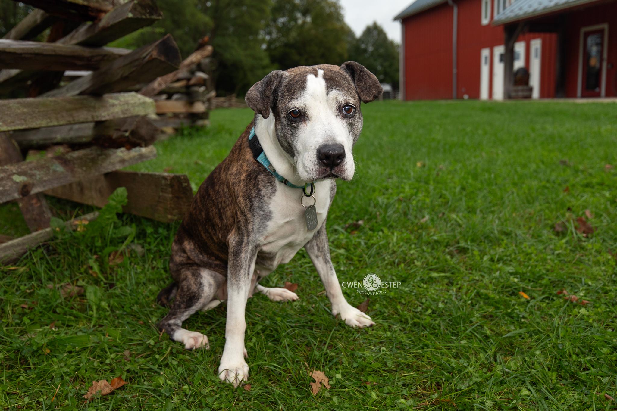 Enlarge Kahlua & KJ, a Adoptable mixed breed in Dayton, OH image 4/6