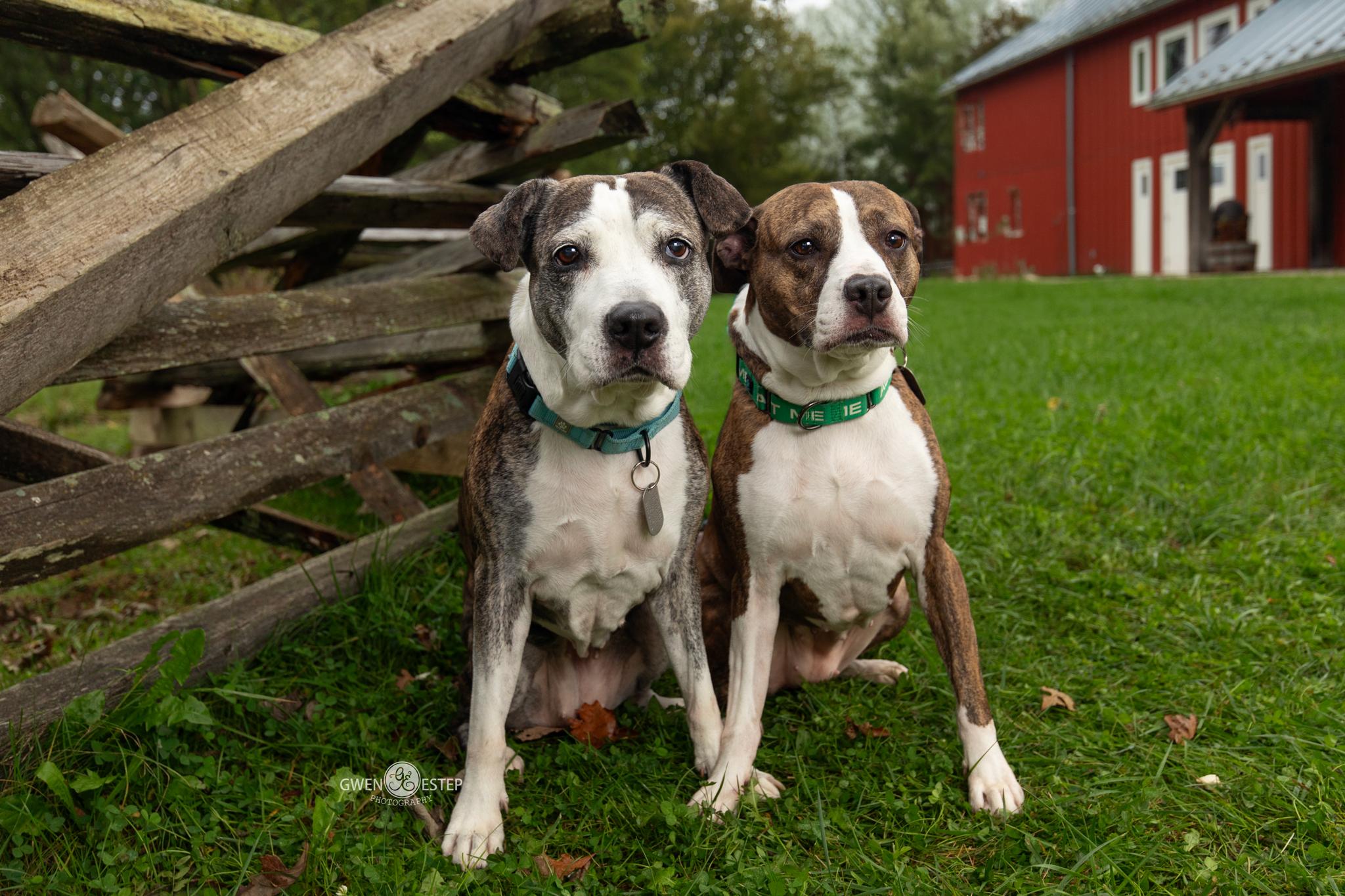 Enlarge Kahlua & KJ, a Adoptable mixed breed in Dayton, OH image 5/6