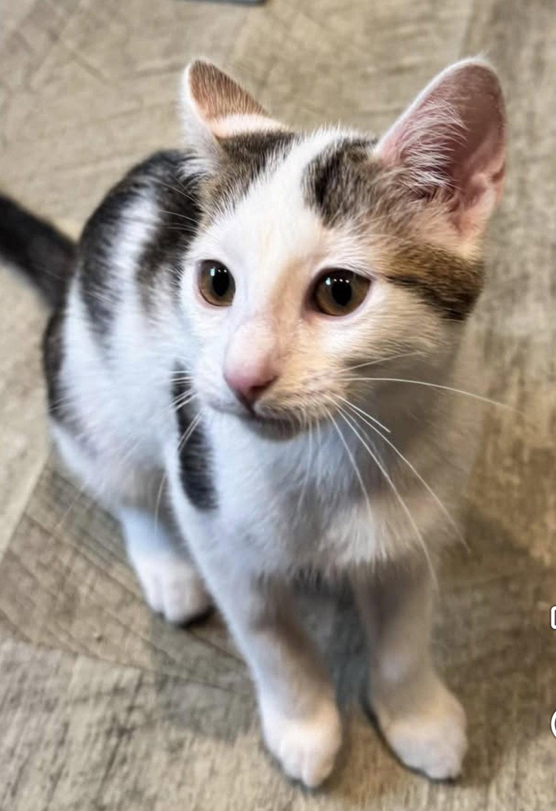 Aurora, Adoptable, Young Female Domestic Short Hair.