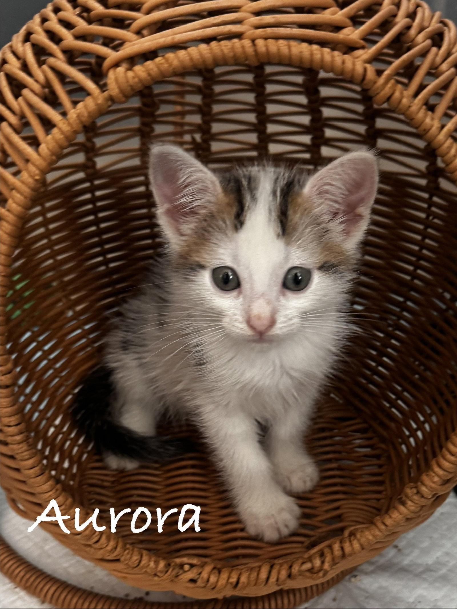 Aurora, Adoptable, Young Female Domestic Short Hair.