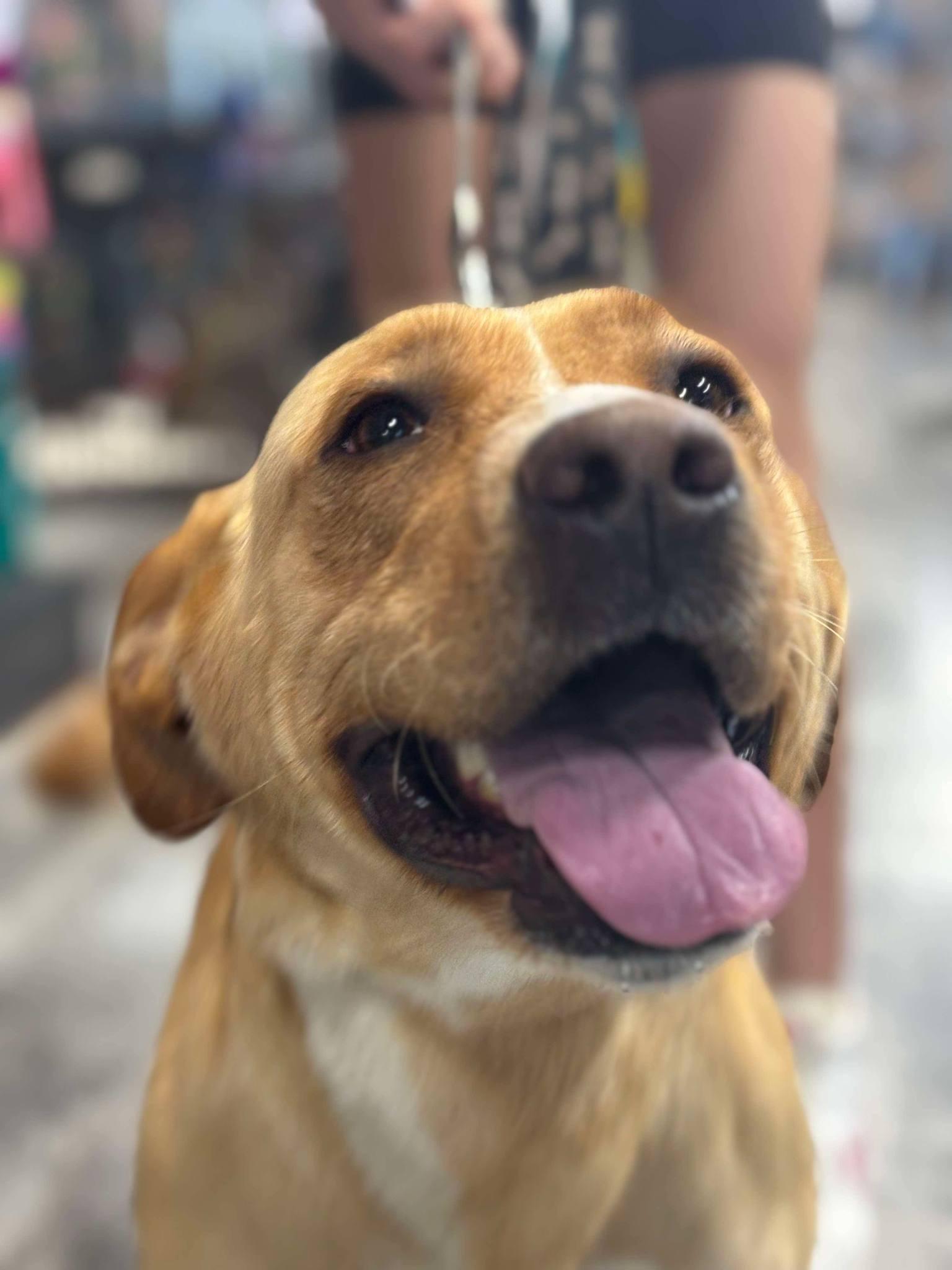 Enlarge Jura, a Adopted mixed breed in Mount Airy, NC image 1/3