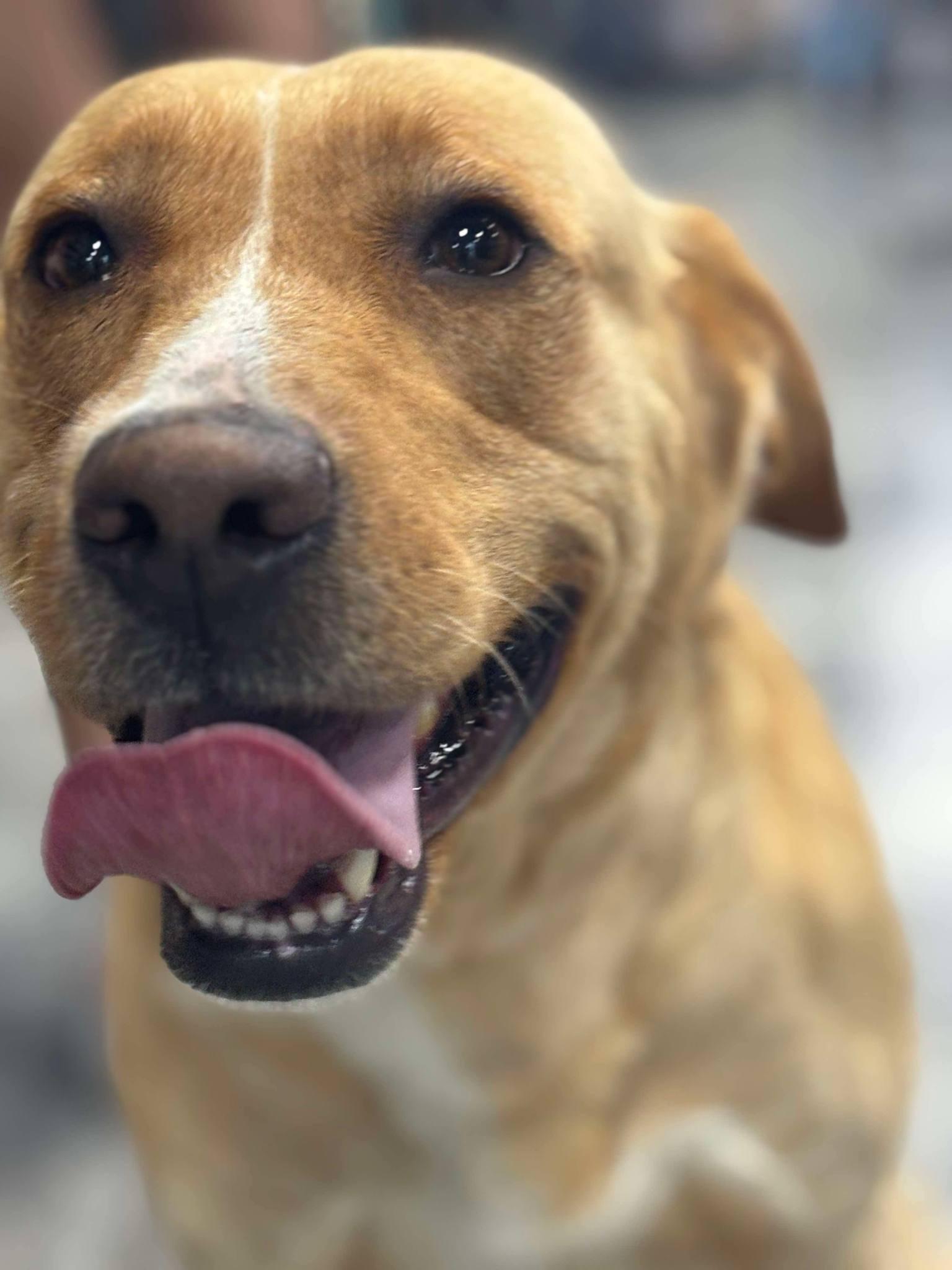 Enlarge Jura, a Adopted mixed breed in Mount Airy, NC image 2/3