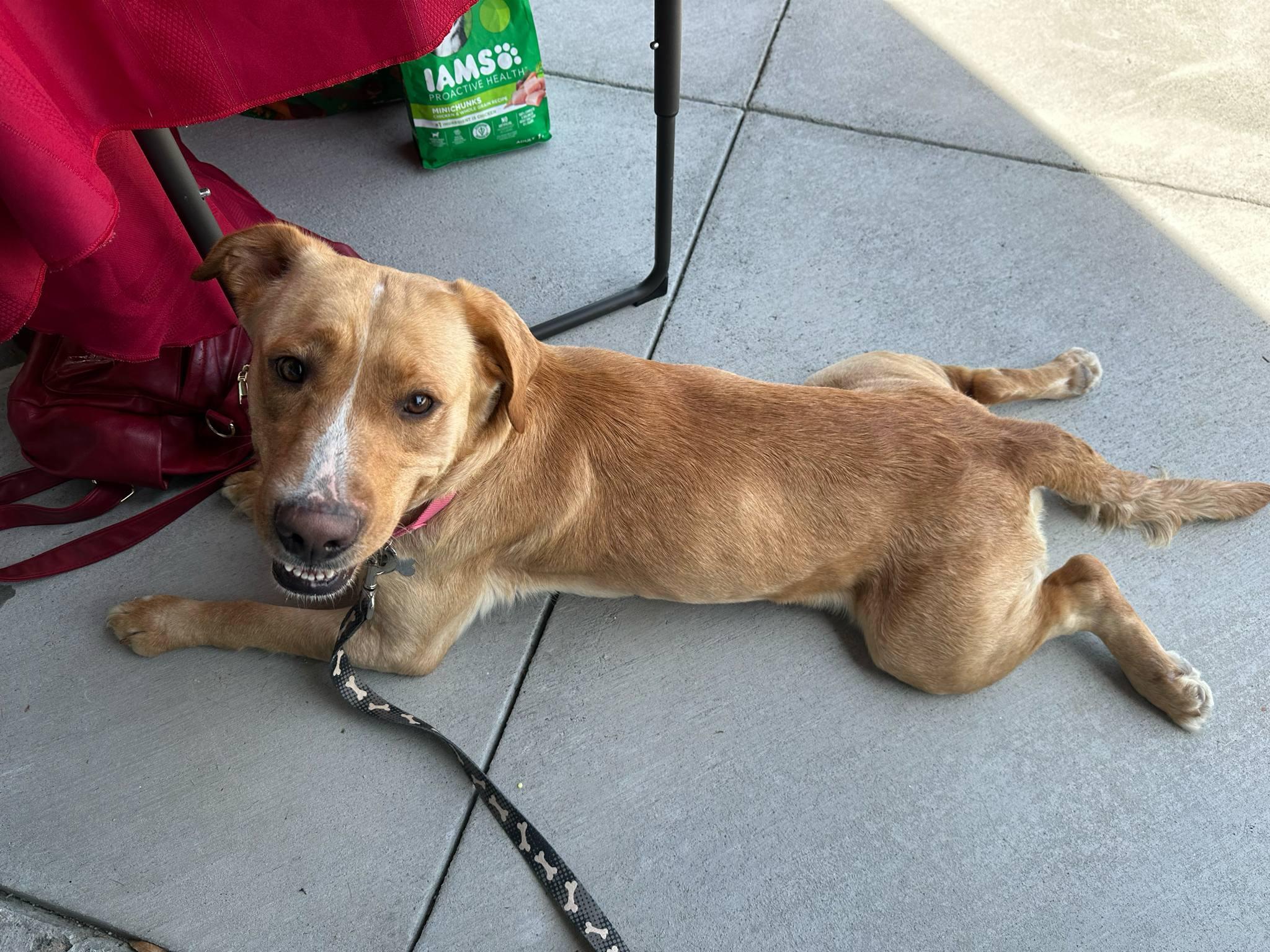 Enlarge Jura, a Adopted mixed breed in Mount Airy, NC image 3/3