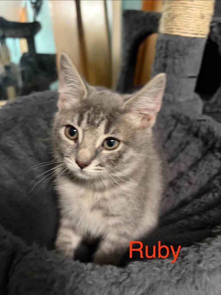 Ruby - Red, Adoptable, Kitten Female American Shorthair.