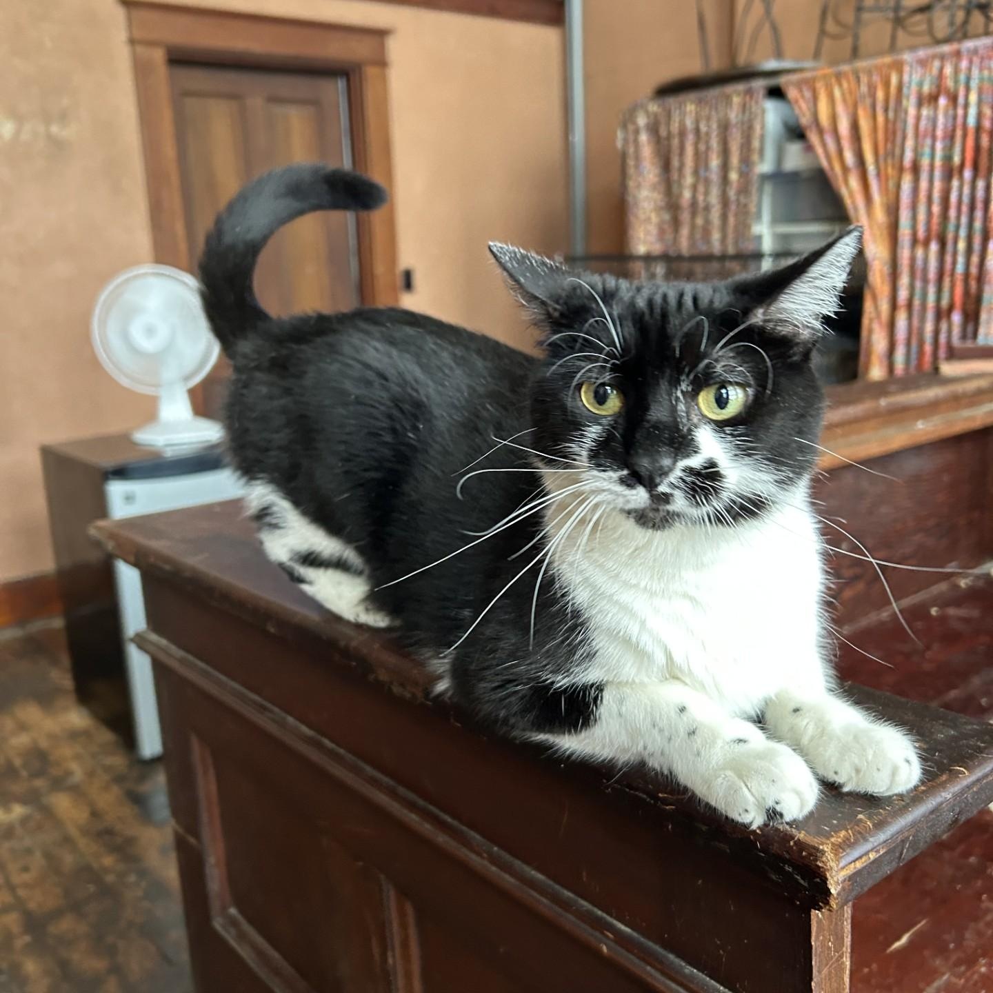 Chessie, a Adoptable Domestic Short Hair in Springdale, AR image 1/3