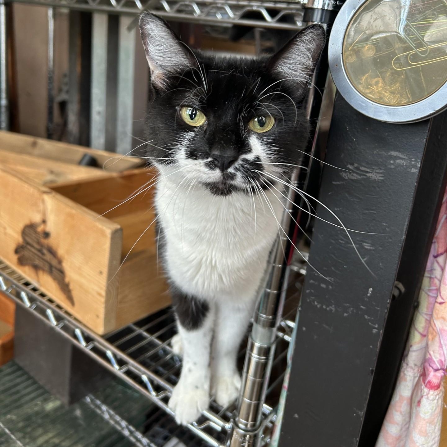 Chessie, a Adoptable Domestic Short Hair in Springdale, AR image 2/3