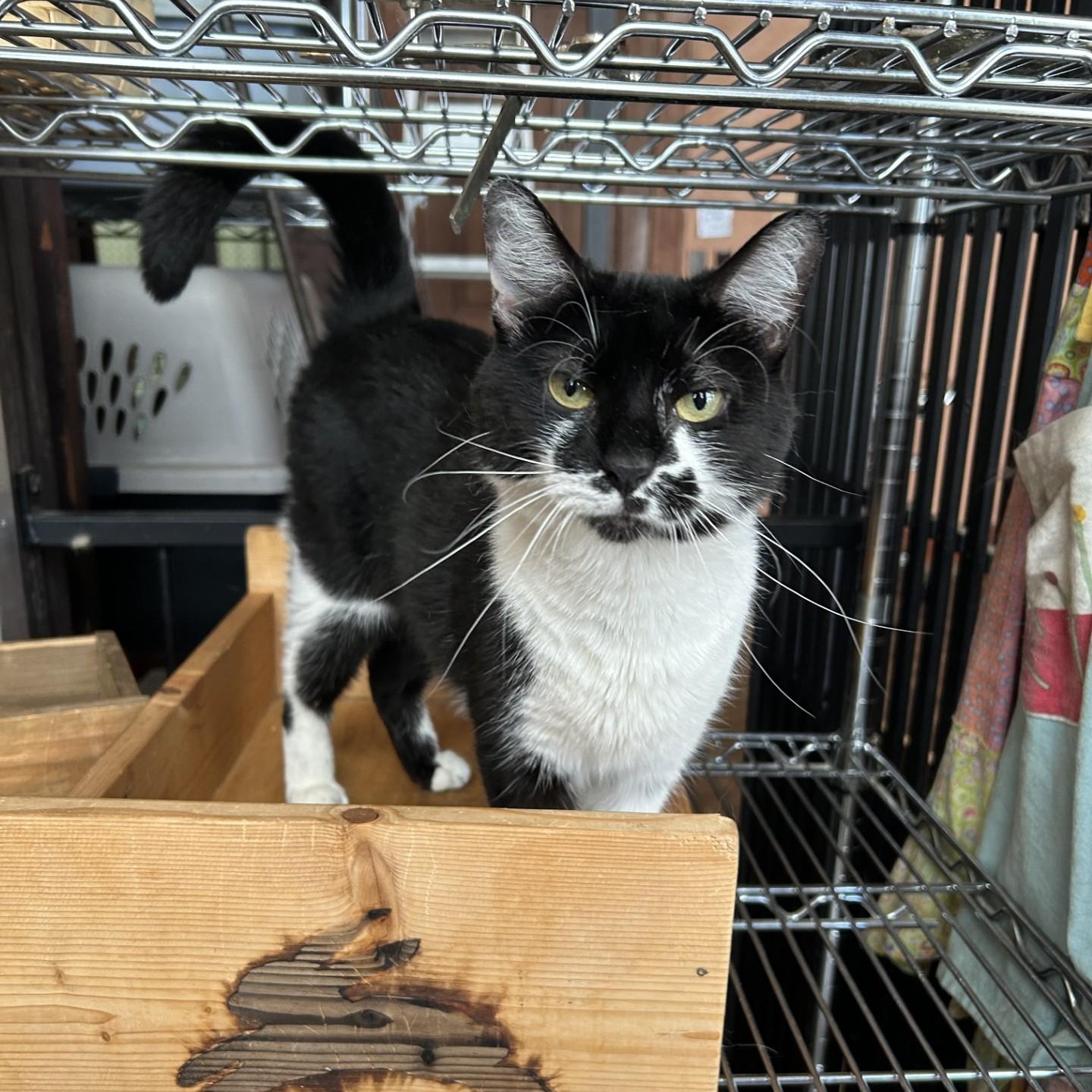 Chessie, a Adoptable Domestic Short Hair in Springdale, AR image 3/3