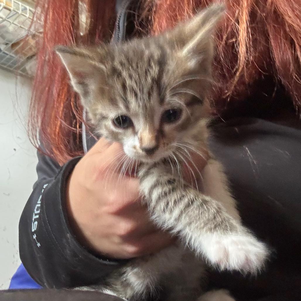 Enlarge Hendrix, a Adoptable Domestic Short Hair in Franklin, TN image 1/2