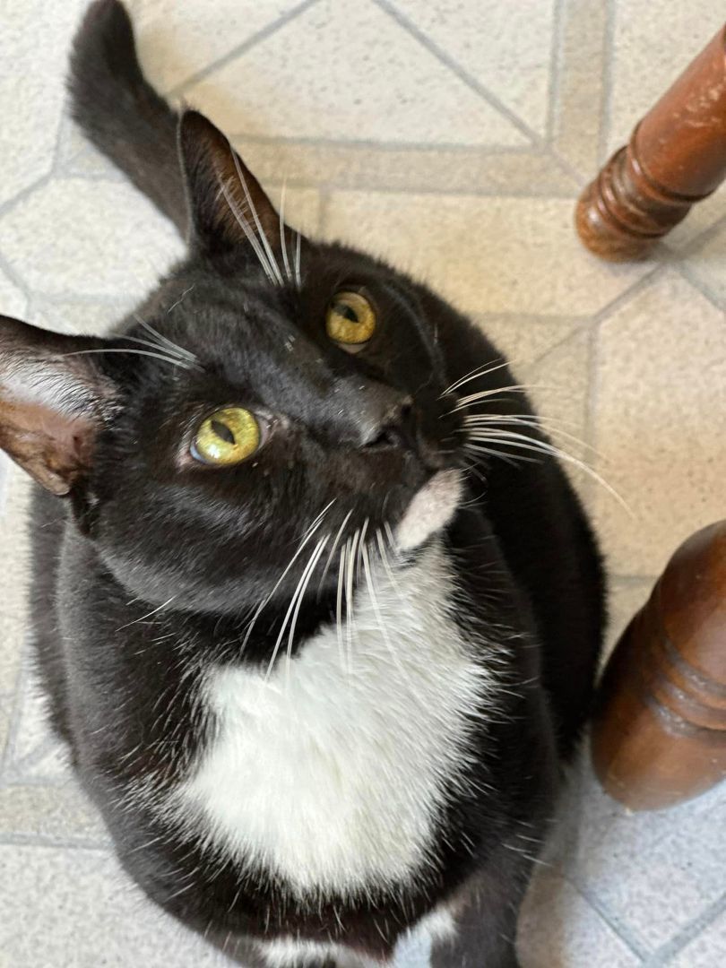 Cat for adoption Pepper, a Domestic Short Hair in Seneca, SC Petfinder