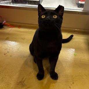 Enlarge Noor, a Adoptable Domestic Short Hair in Philadelphia, PA image 1/3