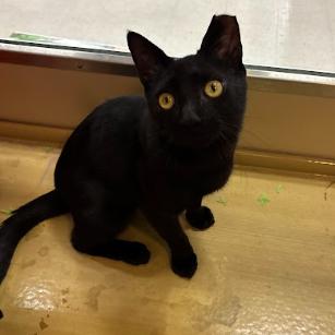 Enlarge Noor, a Adoptable Domestic Short Hair in Philadelphia, PA image 2/3