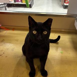 Enlarge Noor, a Adoptable Domestic Short Hair in Philadelphia, PA image 3/3