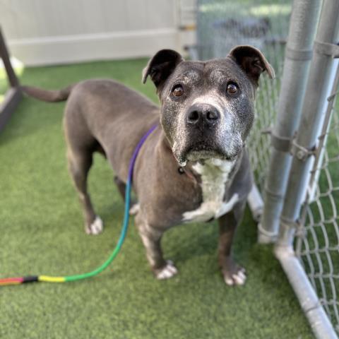 PANCHITA, Adoptable, Senior Female Pit Bull Terrier.
