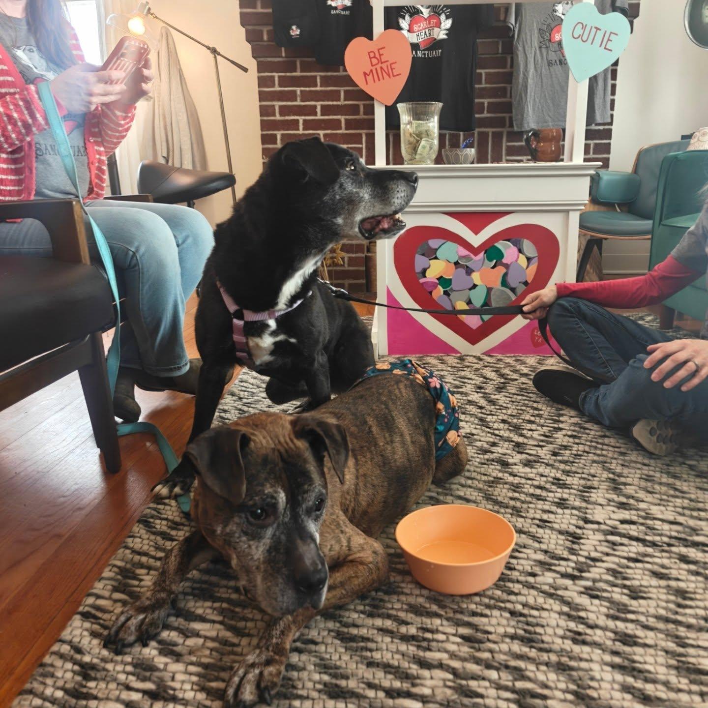 Lady and Tramp, a ADOPTABLE mixed breed in New Tripoli, PA image 4/4