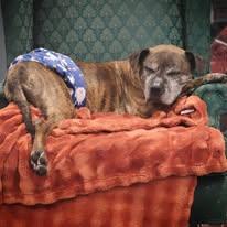 Lady and Tramp, a ADOPTABLE mixed breed in New Tripoli, PA image 3/4
