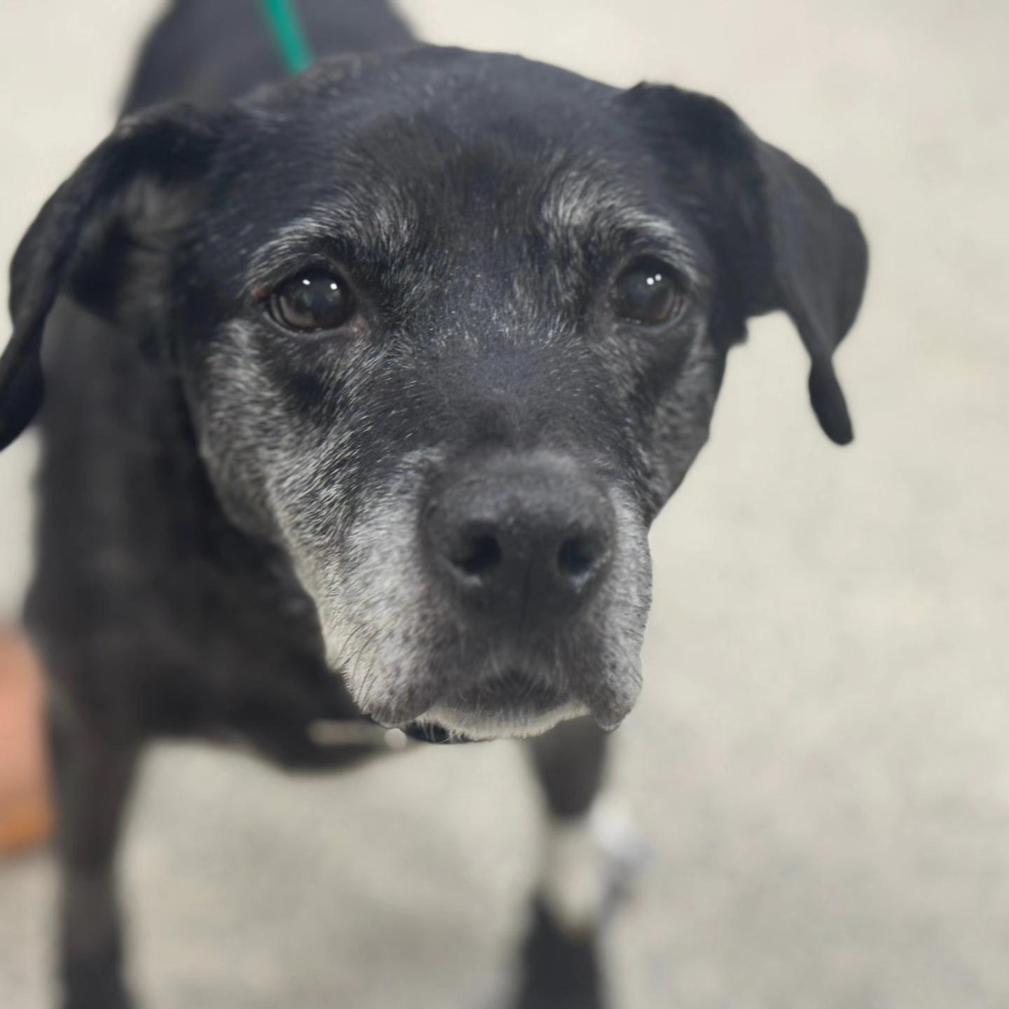 Lady and Tramp, a ADOPTABLE mixed breed in New Tripoli, PA image 2/4