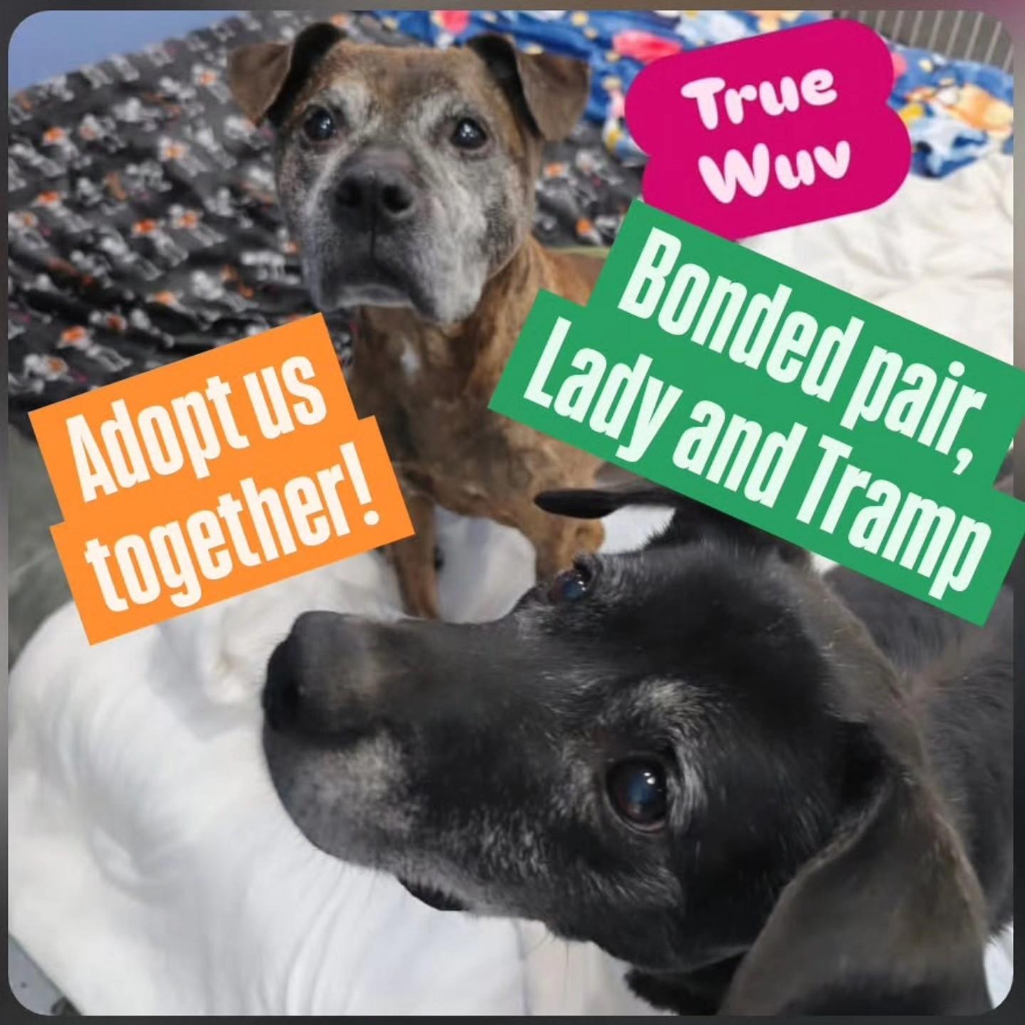 Lady and Tramp, ADOPTABLE, Senior Male Mixed Breed.