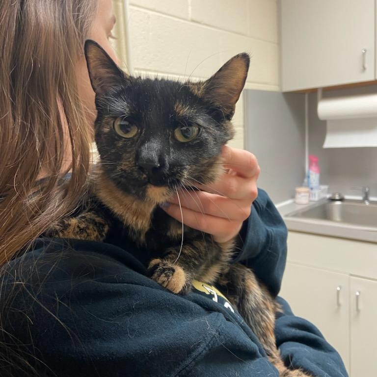 Enlarge Turtle, a ADOPTABLE Domestic Short Hair in Fairfax Station, VA image 3/3