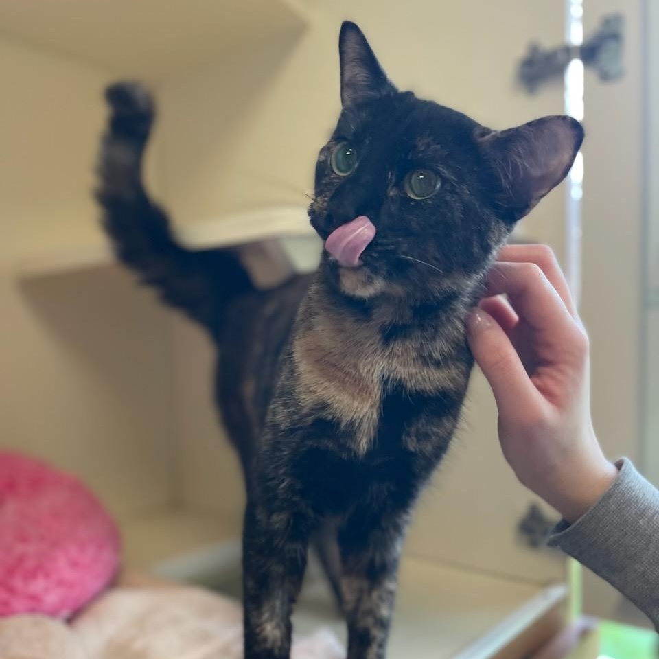 Enlarge Turtle, an adopted Domestic Short Hair in Fairfax Station, VA image 3/4