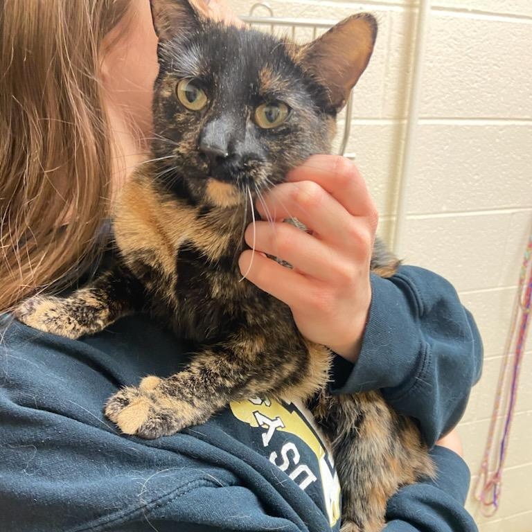 Enlarge Turtle, a ADOPTABLE Domestic Short Hair in Fairfax Station, VA image 1/3