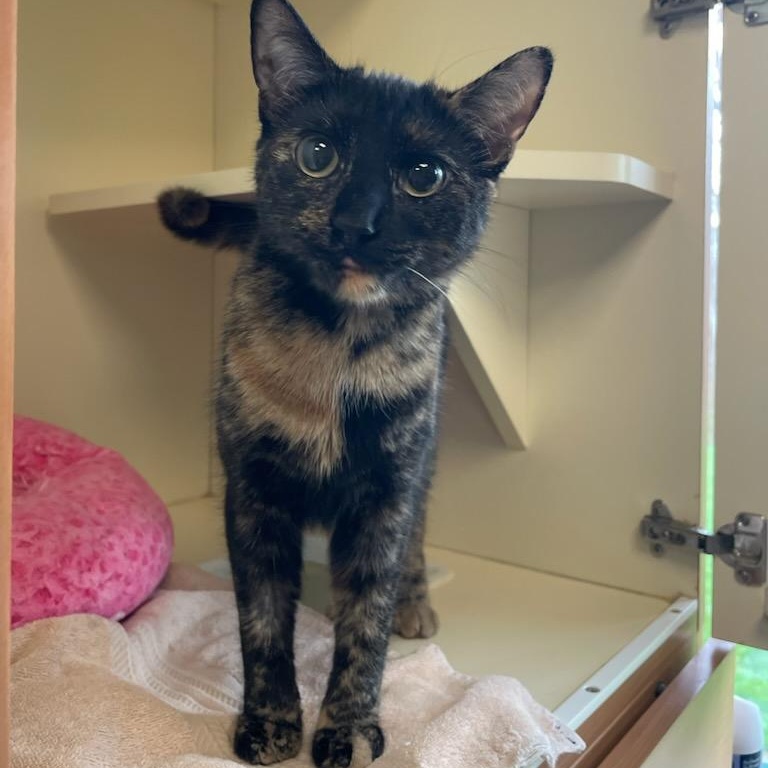 Enlarge Turtle, an adopted Domestic Short Hair in Fairfax Station, VA image 1/4