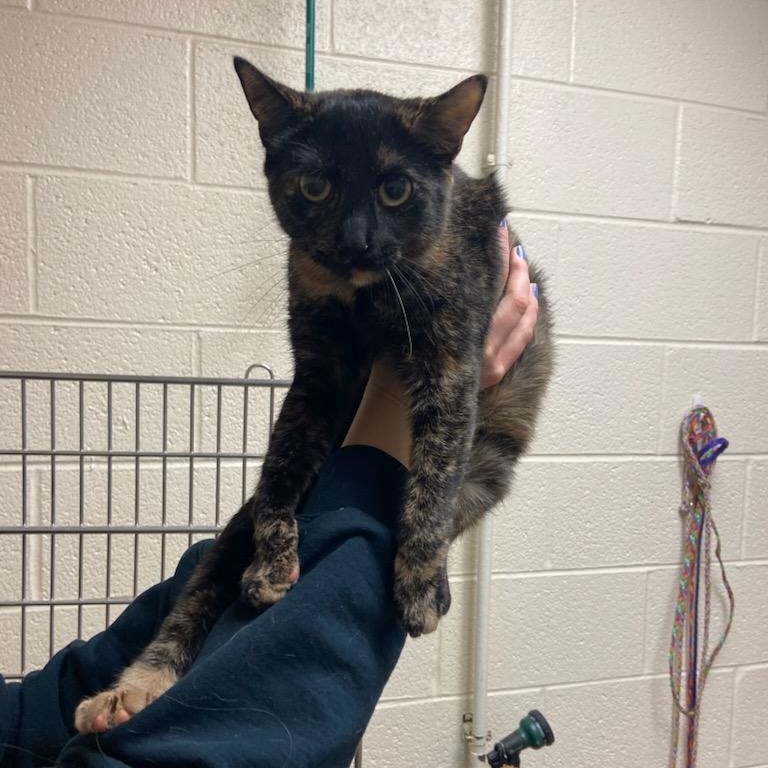 Enlarge Turtle, a ADOPTABLE Domestic Short Hair in Fairfax Station, VA image 2/3