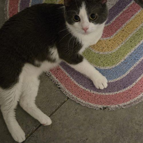 Draco, Adoptable, Young Male Domestic Short Hair.